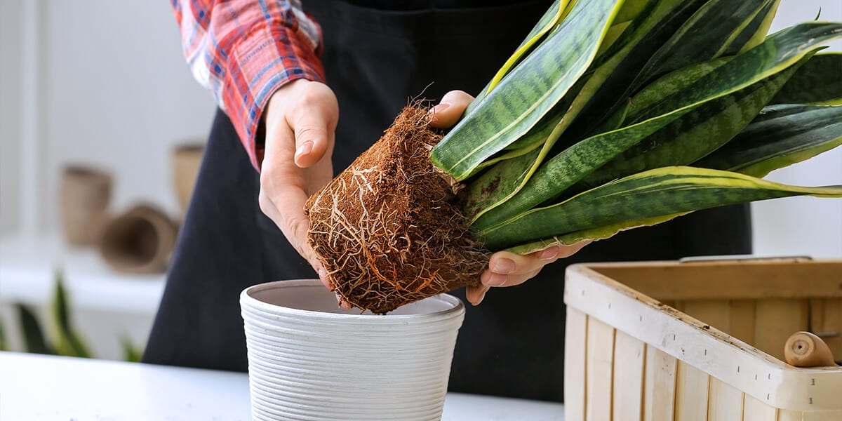 Growtonia