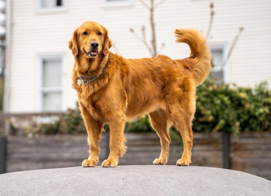 Pawbiotix Complaints
